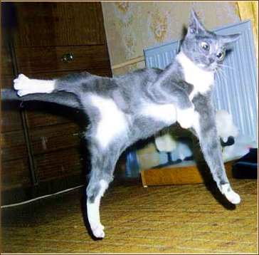http://alf.nonsence.de/cats/karate.jpg